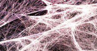 Fascia Connettivale: Allena il Tuo “Secondo Scheletro” Nascosto