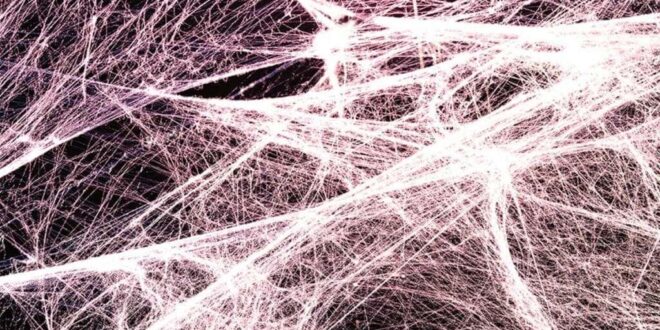 Fascia Connettivale: Allena il Tuo “Secondo Scheletro” Nascosto