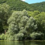 Salice Bianco: L’Aspirina Naturale Originale e la Sua Storia