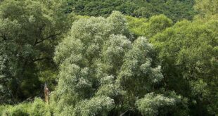 Salice Bianco: L’Aspirina Naturale Originale e la Sua Storia