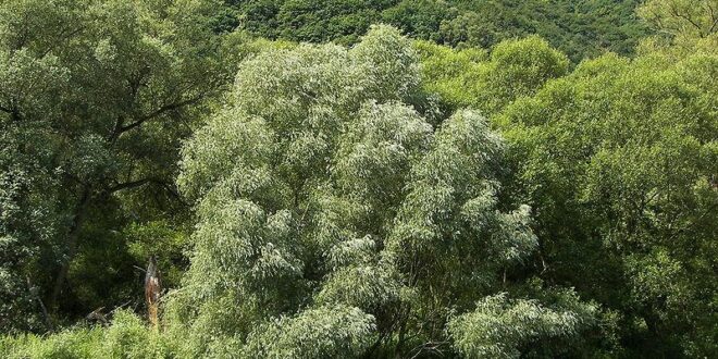 Salice Bianco: L’Aspirina Naturale Originale e la Sua Storia