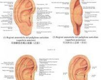 Agopuntura Auricolare: Un Microsistema per Trattare Tutto il Corpo