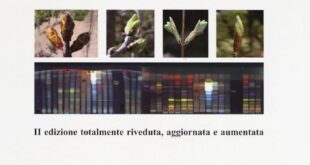 Gemmoterapia: L’Energia Vitale delle Gemme per la Tua Salute