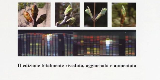 Gemmoterapia: L’Energia Vitale delle Gemme per la Tua Salute