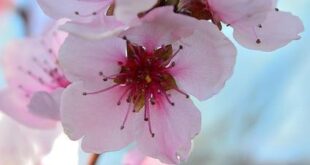 Fiori di Bach: Come Agiscono sulle Vibrazioni Emotive Sottili