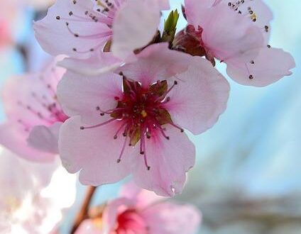 Fiori di Bach: Come Agiscono sulle Vibrazioni Emotive Sottili