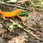 EFT Tapping: L’Agopuntura Emozionale per Sciogliere Ansia e Traumi