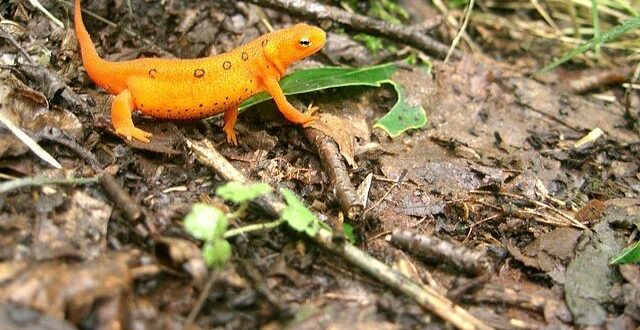 EFT Tapping: L’Agopuntura Emozionale per Sciogliere Ansia e Traumi