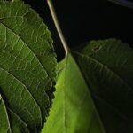 La Teoria dei Segni: Cosa l’Aspetto delle Piante Rivelava ai Guaritori