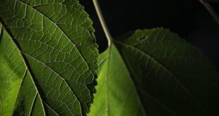 La Teoria dei Segni: Cosa l’Aspetto delle Piante Rivelava ai Guaritori