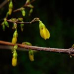 Berberina: L’Integratore Naturale che Mima i Farmaci per il Metabolismo