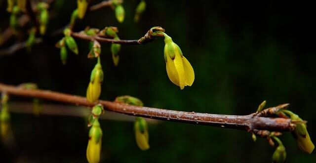 Berberina: L’Integratore Naturale che Mima i Farmaci per il Metabolismo