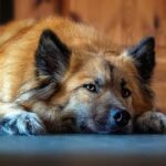 Pet Therapy: I Benefici Scientificamente Provati del Legame Uomo-Animale