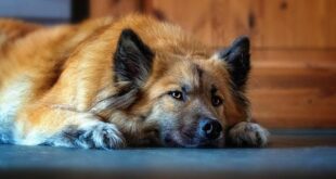 Pet Therapy: I Benefici Scientificamente Provati del Legame Uomo-Animale