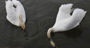 Mindful Eating: Riscopri il Cibo e Trasforma il Tuo Rapporto con Esso