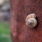 Il Ruolo dell’Ossido Nitrico per la Circolazione e la Pressione Sanguigna