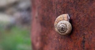 Il Ruolo dell’Ossido Nitrico per la Circolazione e la Pressione Sanguigna