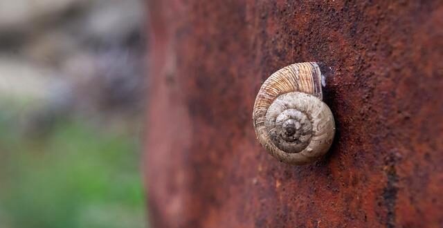 Il Ruolo dell’Ossido Nitrico per la Circolazione e la Pressione Sanguigna