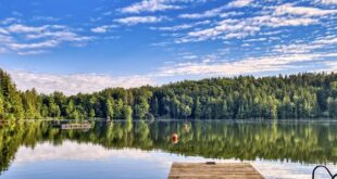Forest Bathing (Shinrin-yoku): La Terapia Scientifica del Bagno nella Foresta