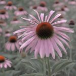 Proprietà dell’echinacea per prevenire i malanni del periodo invernale