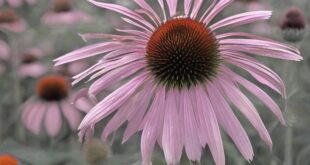 Proprietà dell’echinacea per prevenire i malanni del periodo invernale