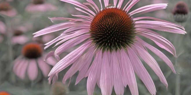 Proprietà dell’echinacea per prevenire i malanni del periodo invernale