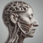 Postura e diaframma: il legame tra respiro e allineamento corporeo