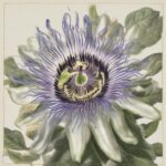Proprietà della passiflora per ansia e tachicardia psicosomatica